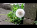 路傍の花 タンポポの綿毛