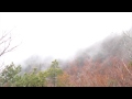 霧の大観山
