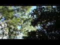 木々を見上げる