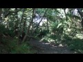 続・静かな木々の狭間
